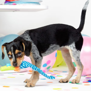 Party blower dog